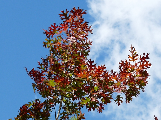{Quercus shumardii}